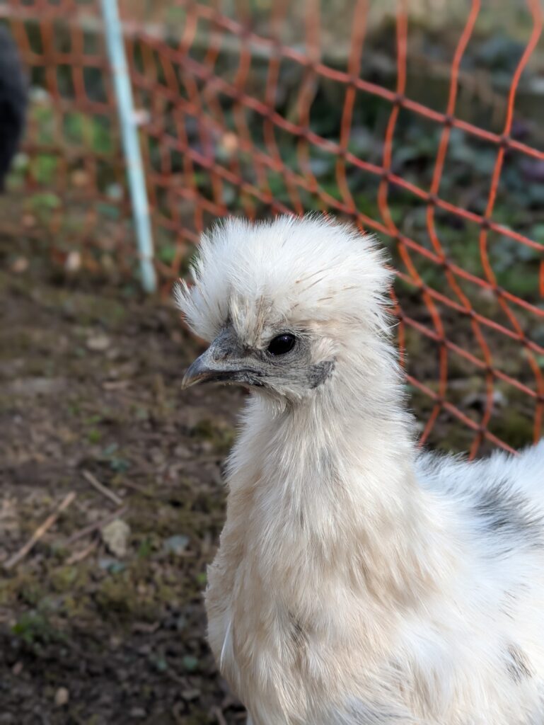 Seidenhuhn