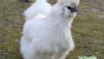weißes Huhn