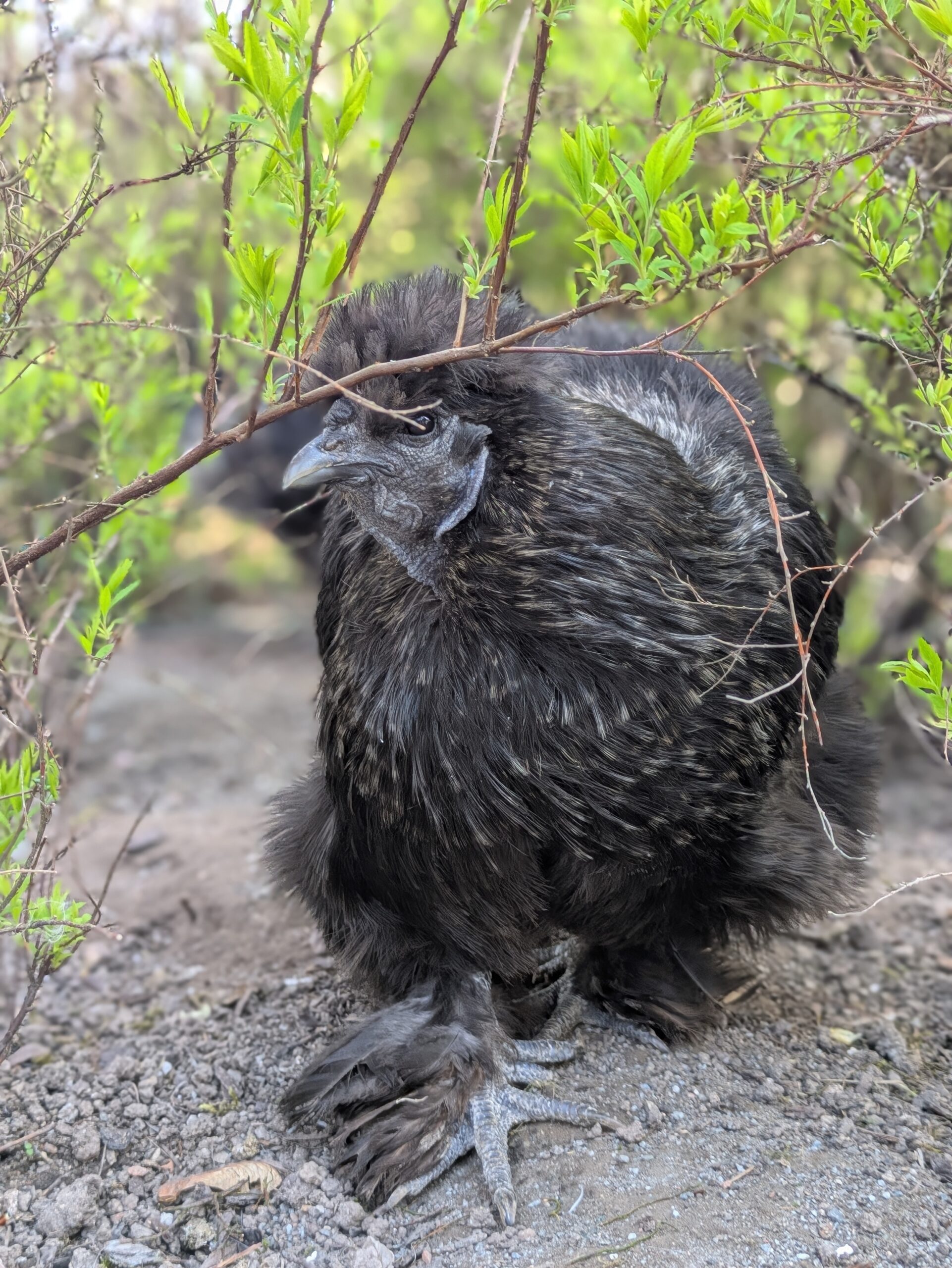 Huhn im Gebüsch