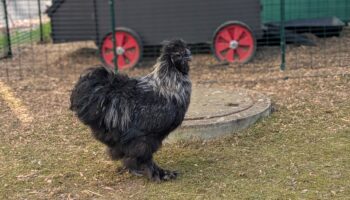 Huhn vor Stall