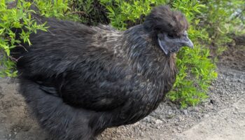 schwarzes Huhn in Hecke