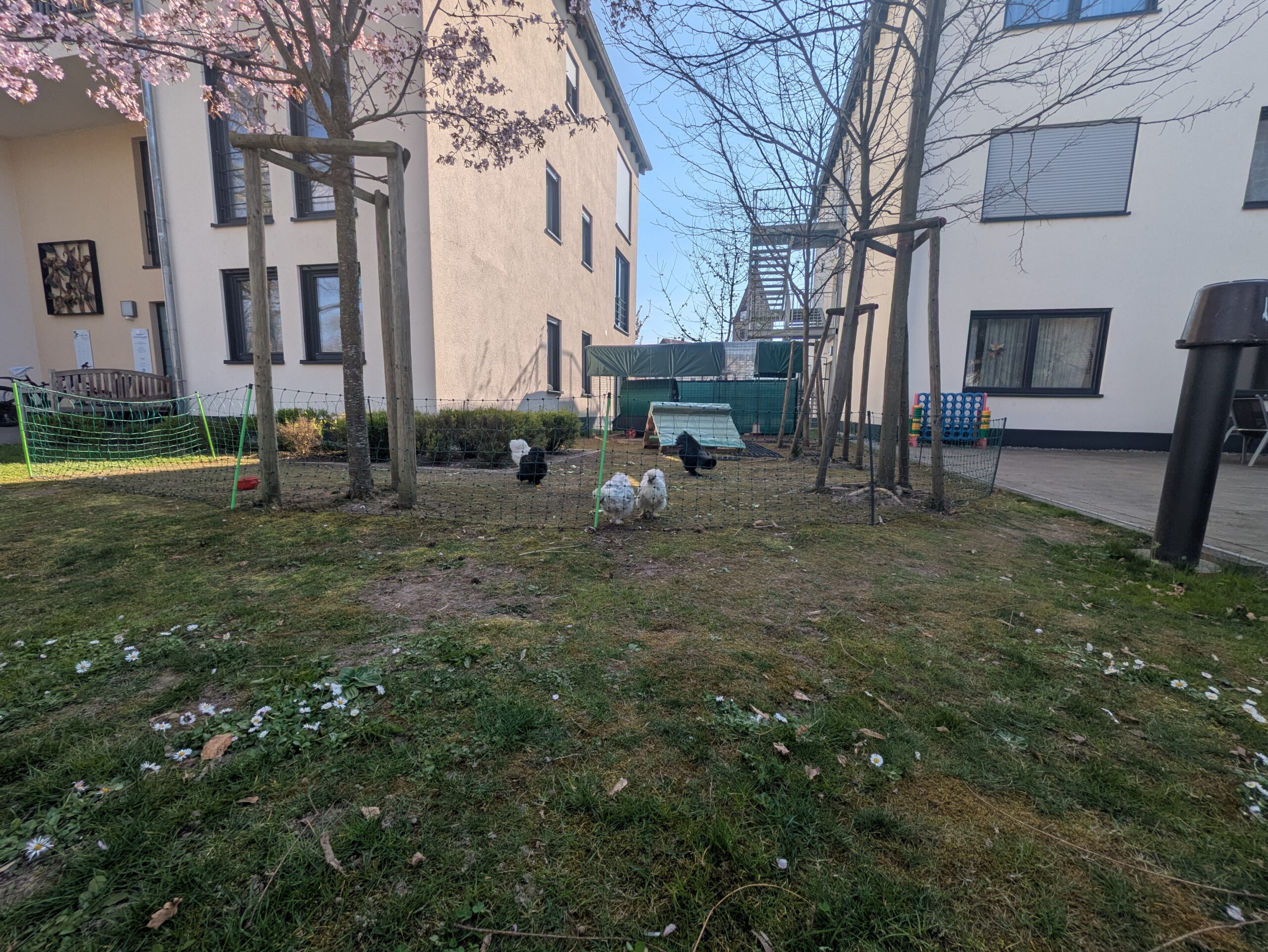 Garten mit Hühnern