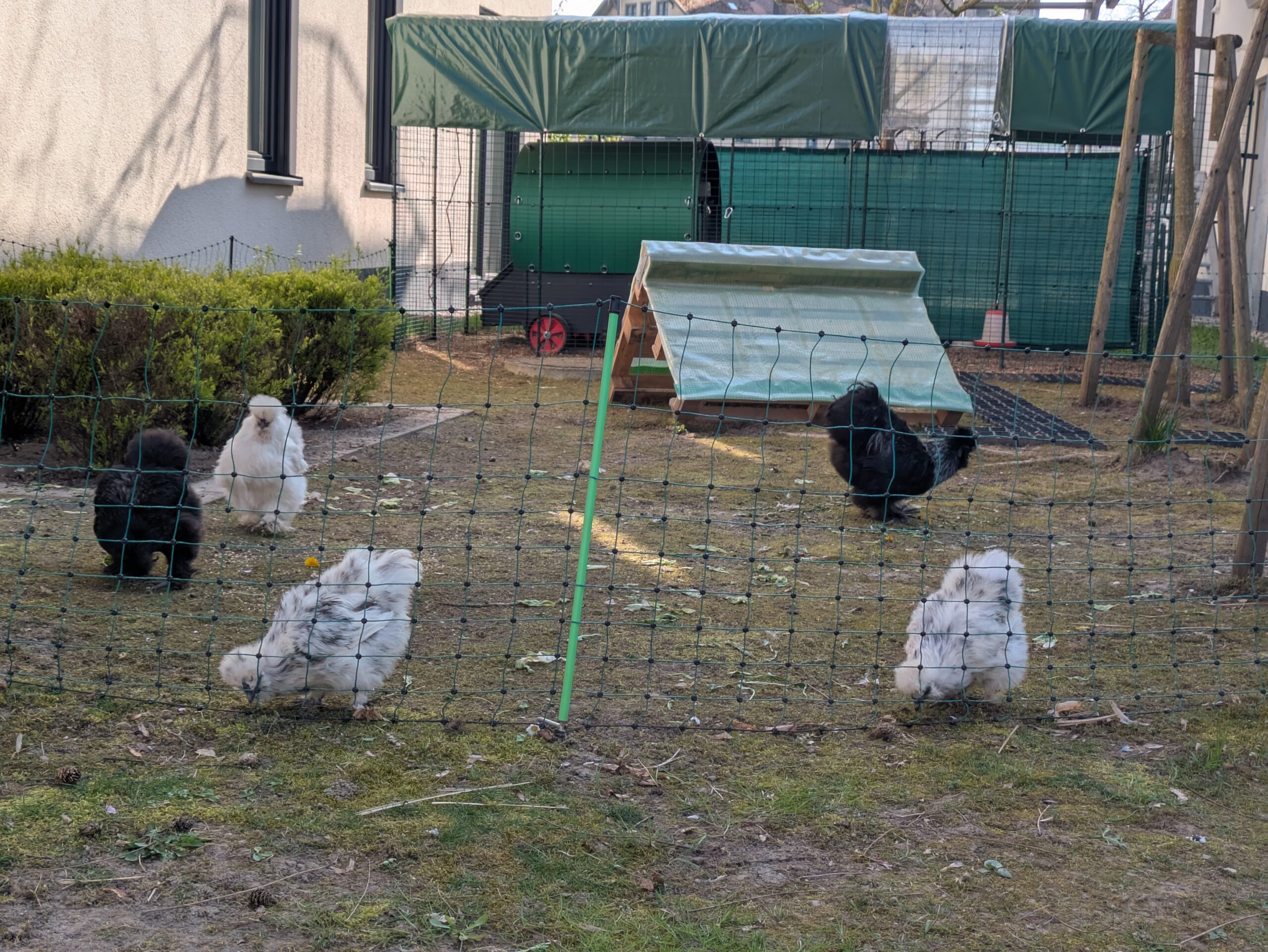 Hühner im Garten