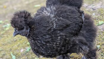 schwarzes Huhn