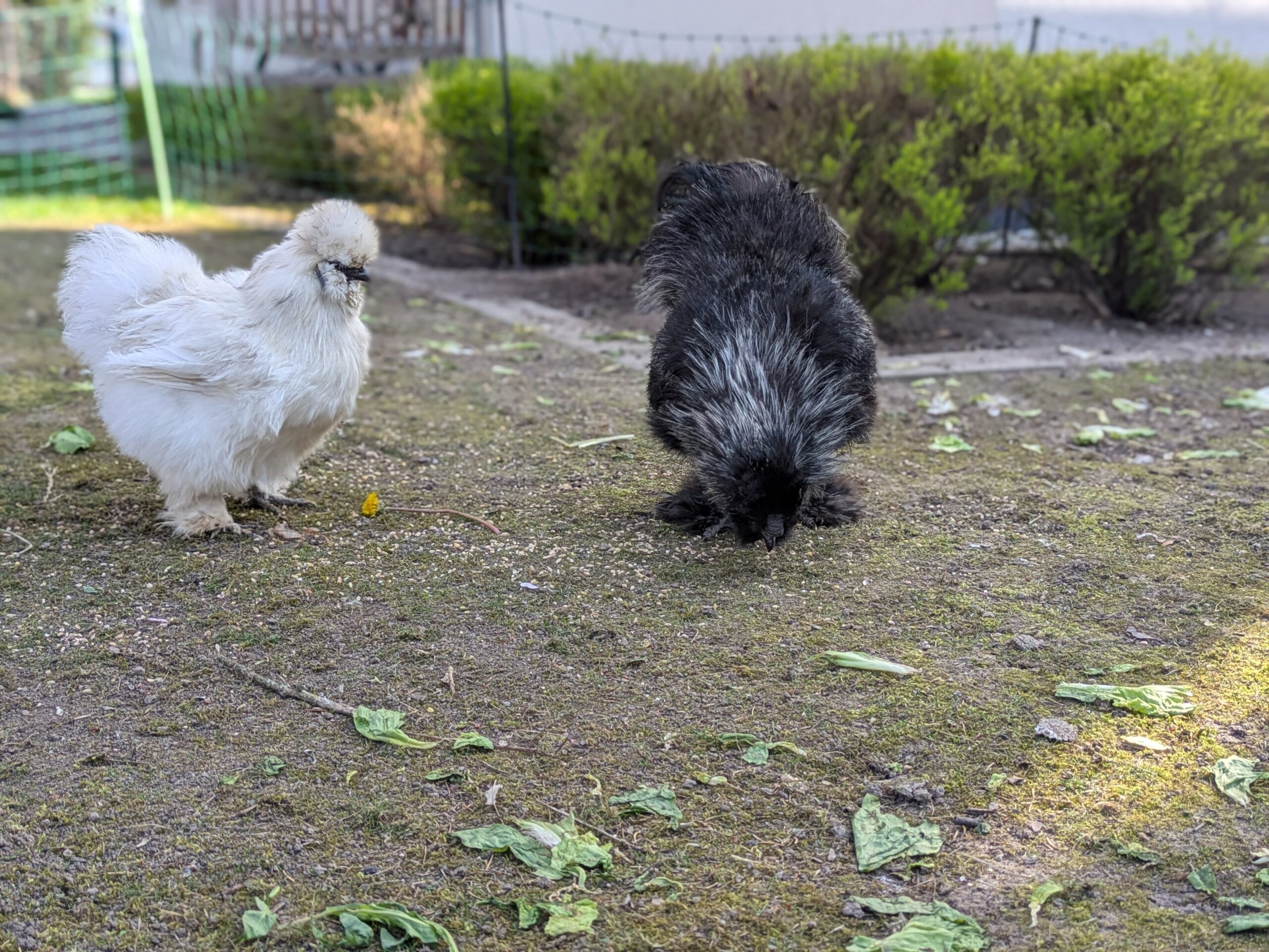 schwarz und weißes Huhn