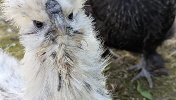 Huhn groß